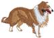 Shetland Sheepdog