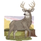 Mule Deer