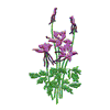 WILD IRIS