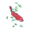 FISH AND SEAWEED