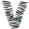 ZEBRA ALPHABET V