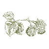 RASBERRIES