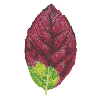 AUTUMN LEAVES