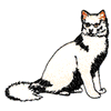 TURKISH ANGORA
