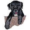 PUPPY #6