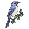 BLUEBIRD
