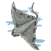 MANTA RAY