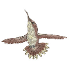 HUMMINGBIRD