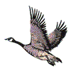 CANADIAN GOOSE