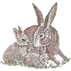 LEVERETS HARE