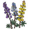 CROSS STITCH LUPINE
