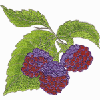 RASPBERRIES