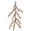 BRANCH