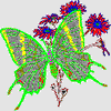 KAISER BUTTERFLY