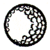 GOLF BALL