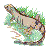 IGUANA