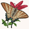 IPHICLIDIES PODALIRIUS