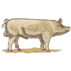 LARGE WHITE PIG