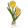 FLORAL BULB