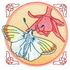 Orange Tip