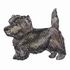 Cairn Terrier
