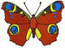 Kh_Peacock