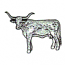 LONGHORN
