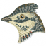 BIRD HEAD