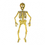 SKELETON