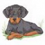 Doberman