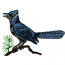 BLUE JAY