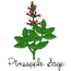 PINEAPPLE SAGE