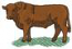 Red Angus