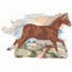 Welsh Pony Running