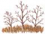 Autumn Trees