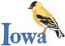 American Goldfinch