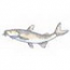 Hardhead Catfish