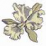 Orchid