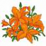 Tiger Lilies