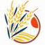 Wheat