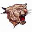 Wildcat