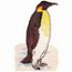 Emperor Penguin