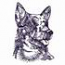 Australian Shepherd