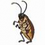 Cockroach