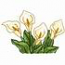 Calla Lilies