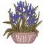 Iris In Pot