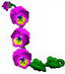Lpansy